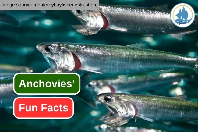 7 Impressive Facts about Anchovies